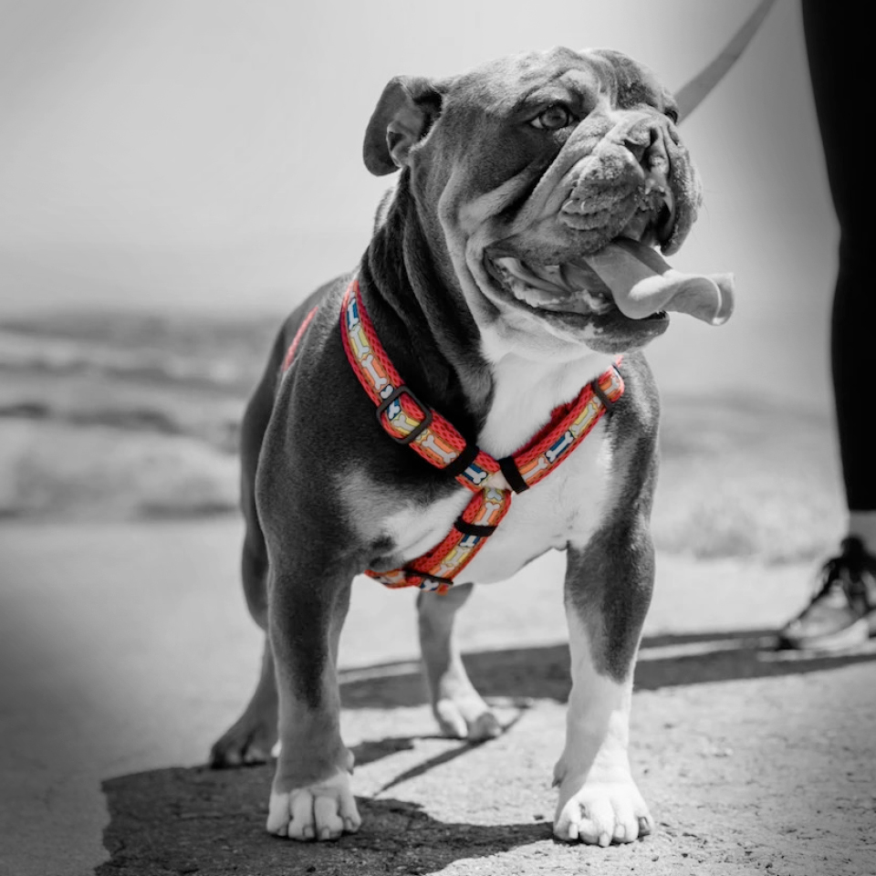 English bulldog lifestyle shot — black and white with colorful Spiffy Dog harness accent
